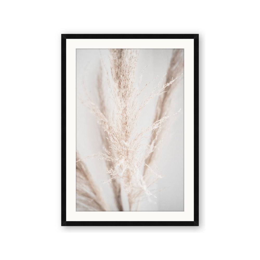 Whispy Pampas