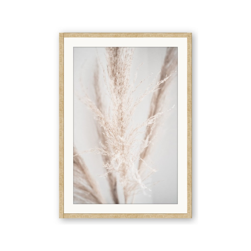 Whispy Pampas