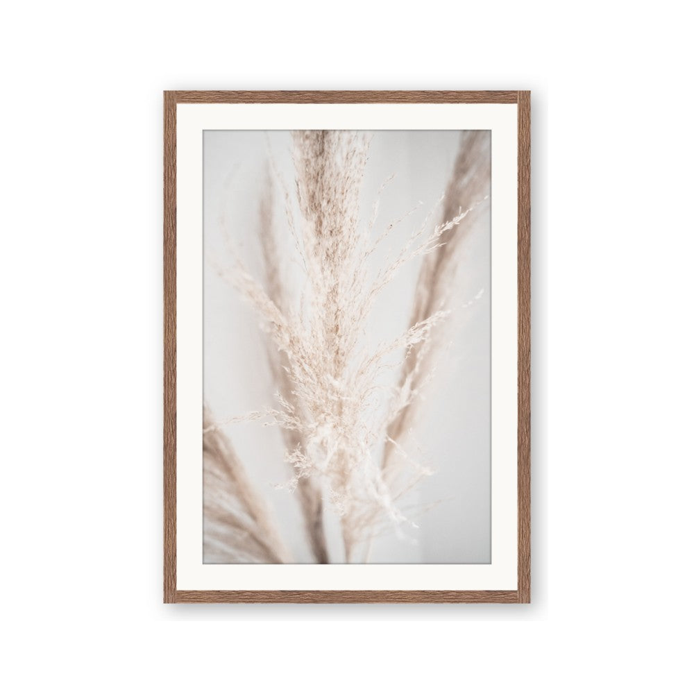 Whispy Pampas