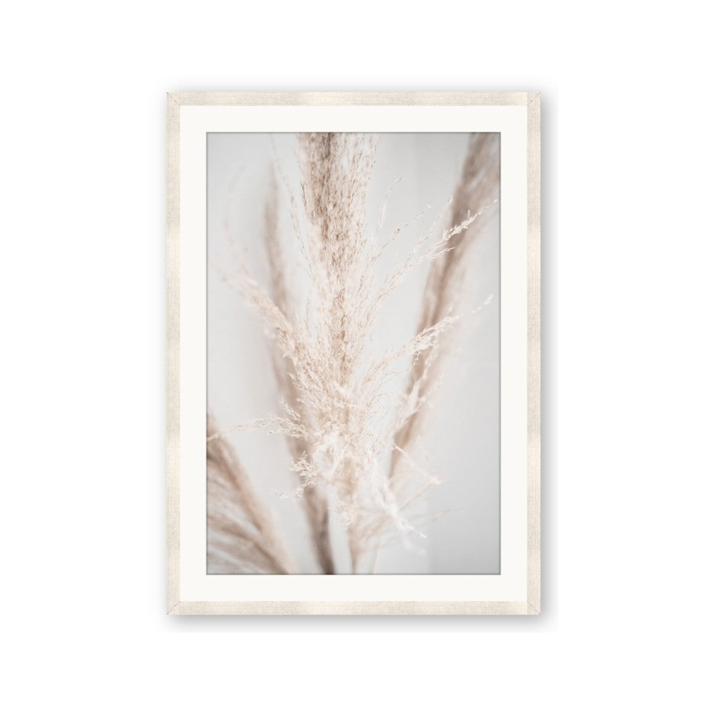 Whispy Pampas