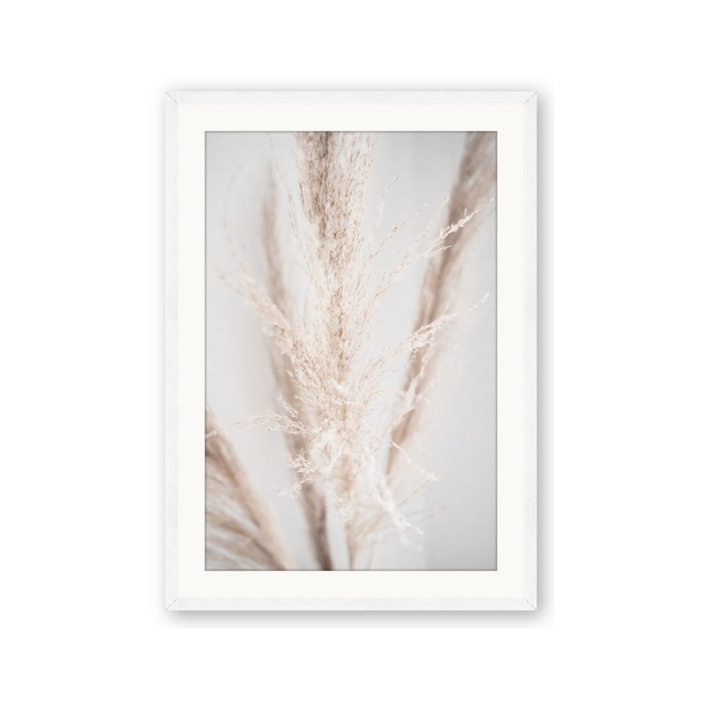 Whispy Pampas