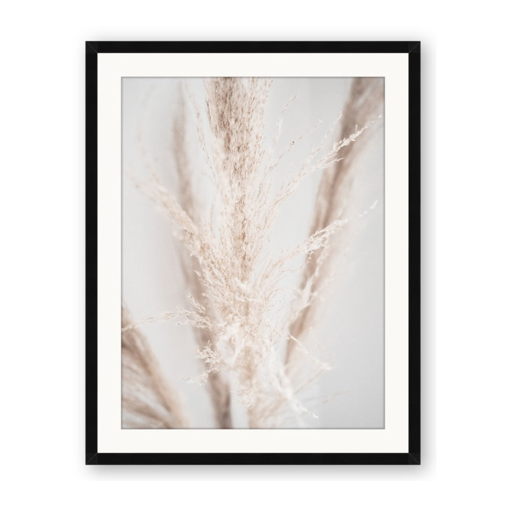 Whispy Pampas