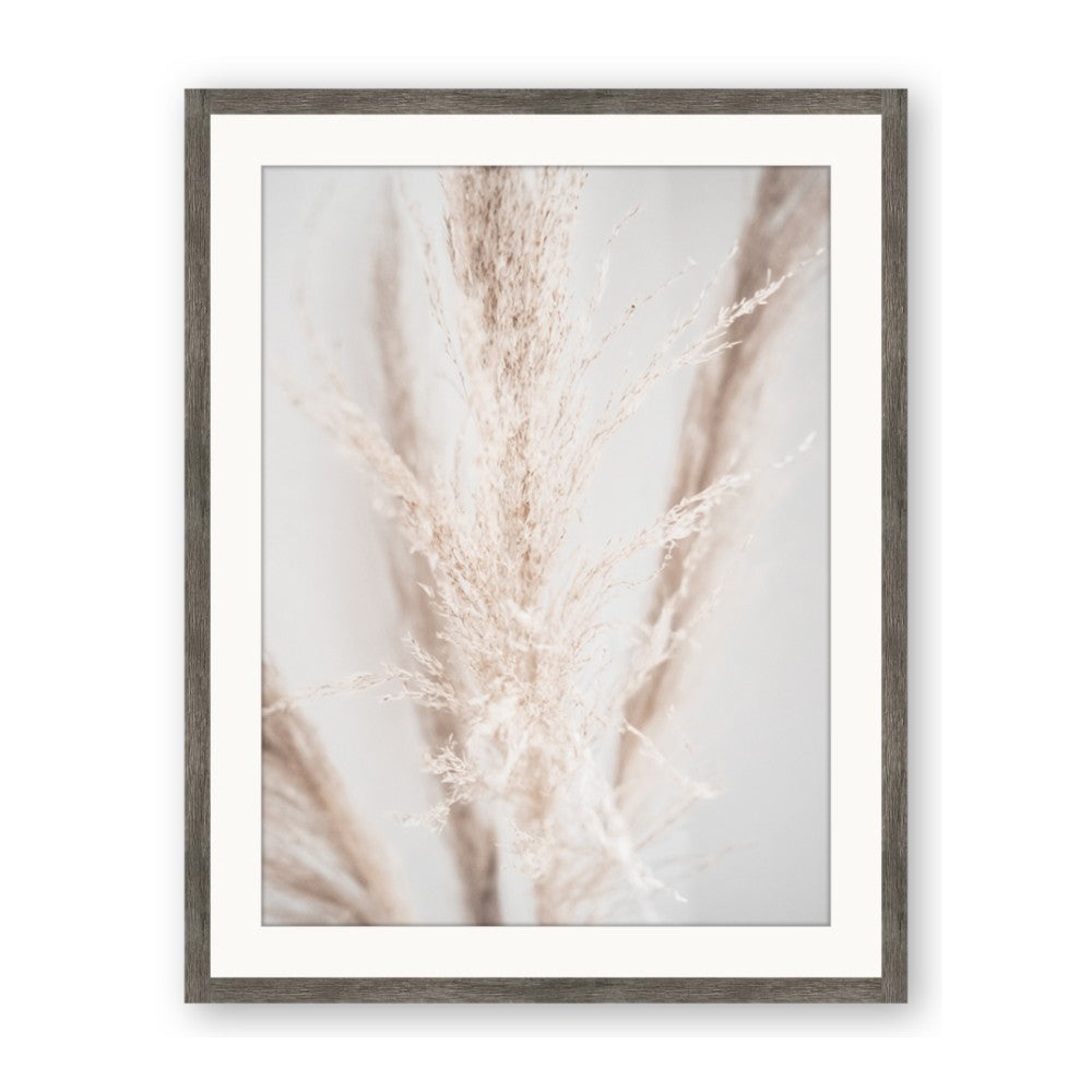 Whispy Pampas