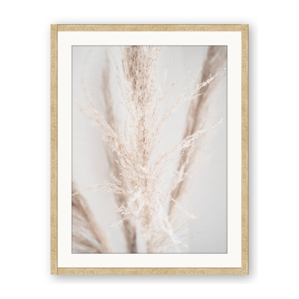 Whispy Pampas