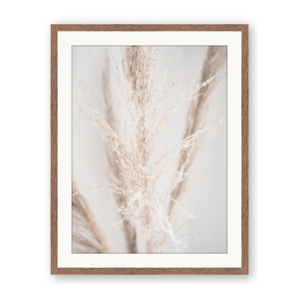 Whispy Pampas