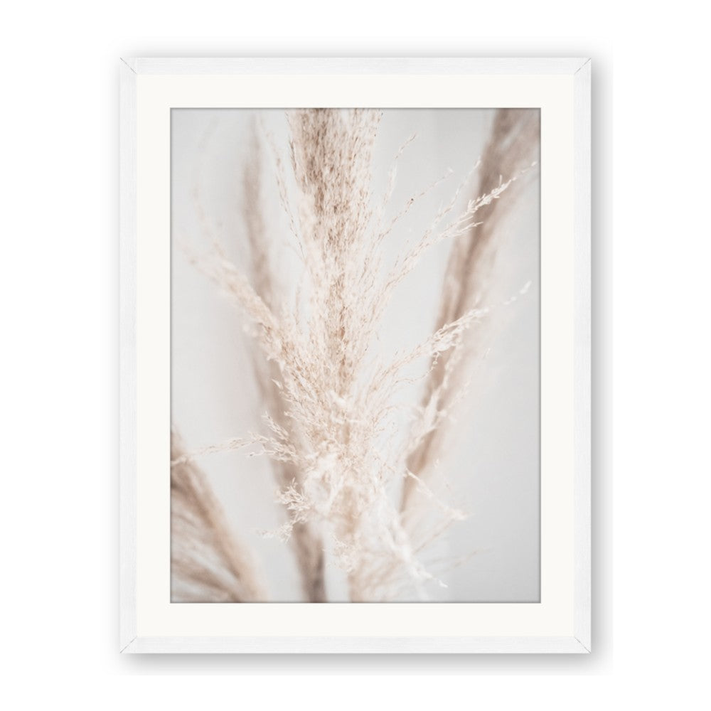 Whispy Pampas