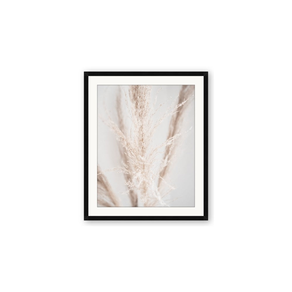 Whispy Pampas