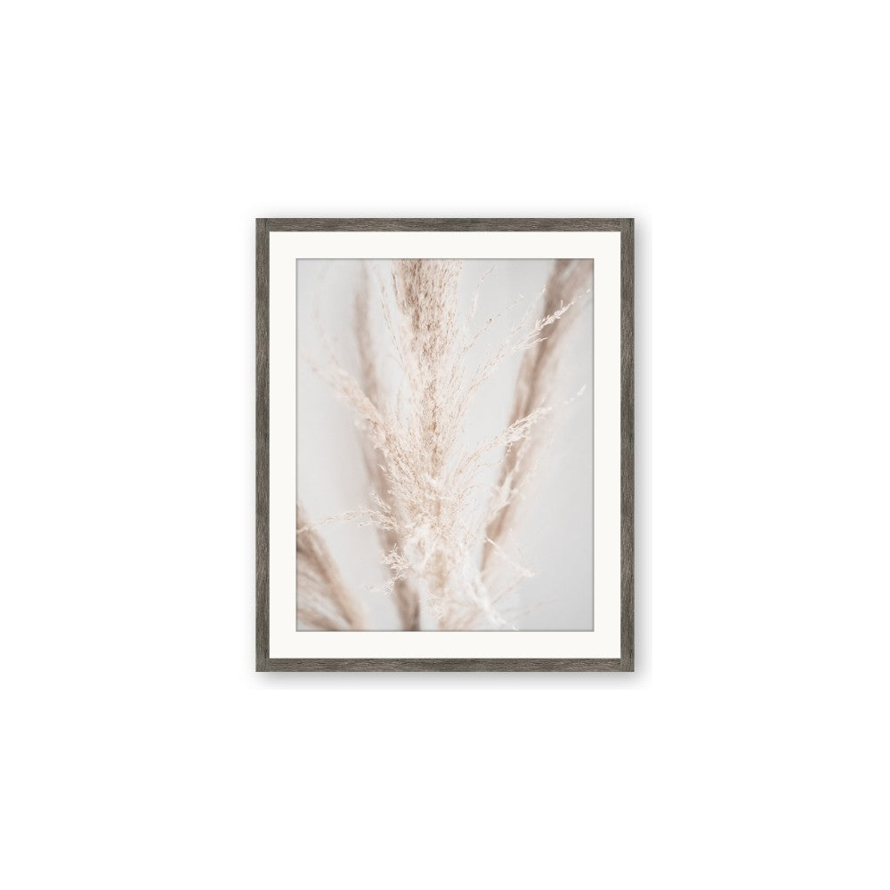 Whispy Pampas