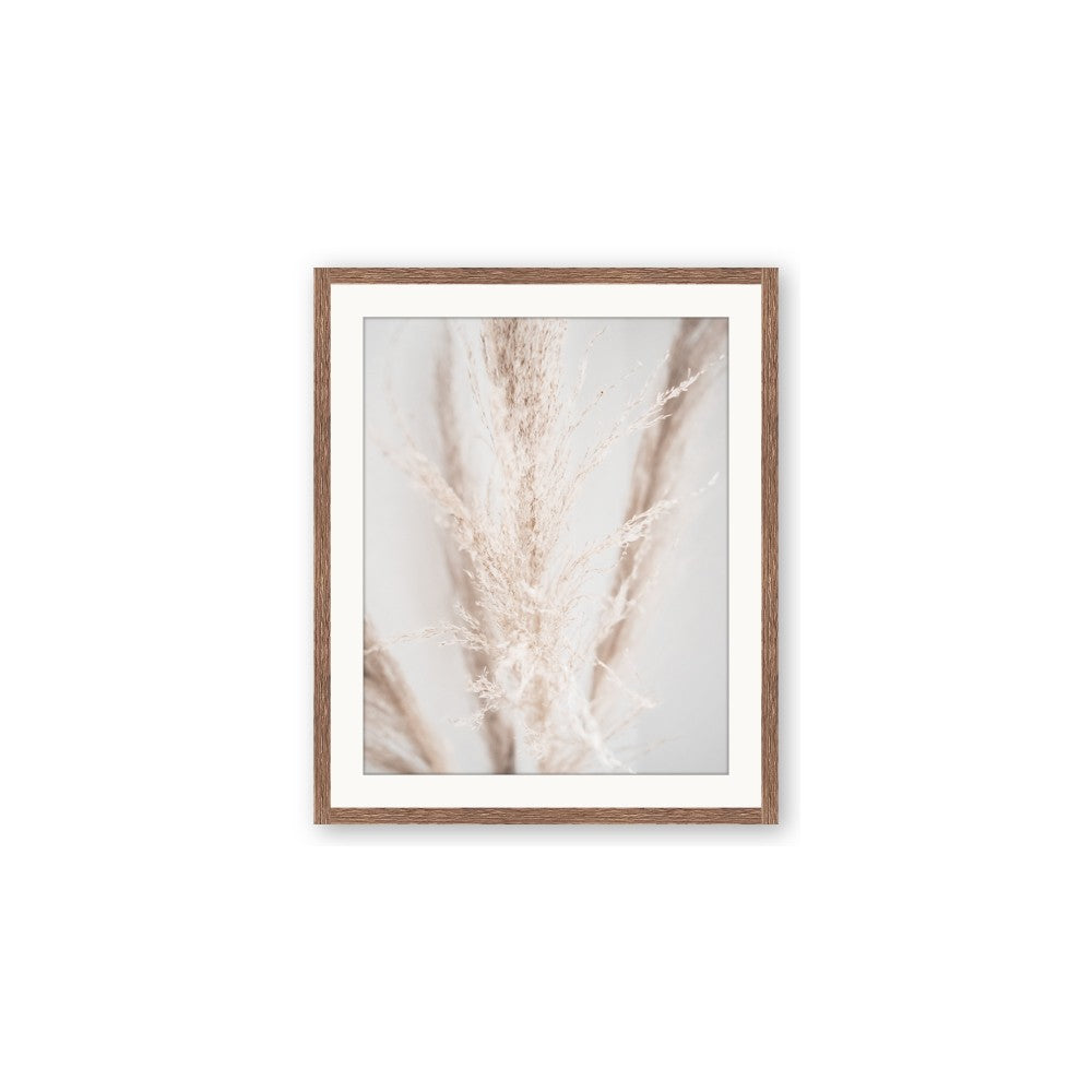 Whispy Pampas