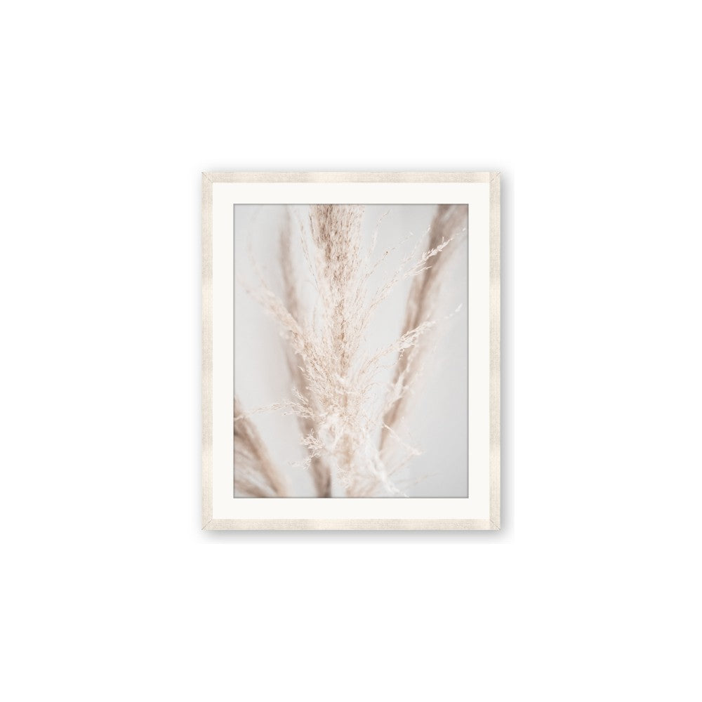 Whispy Pampas