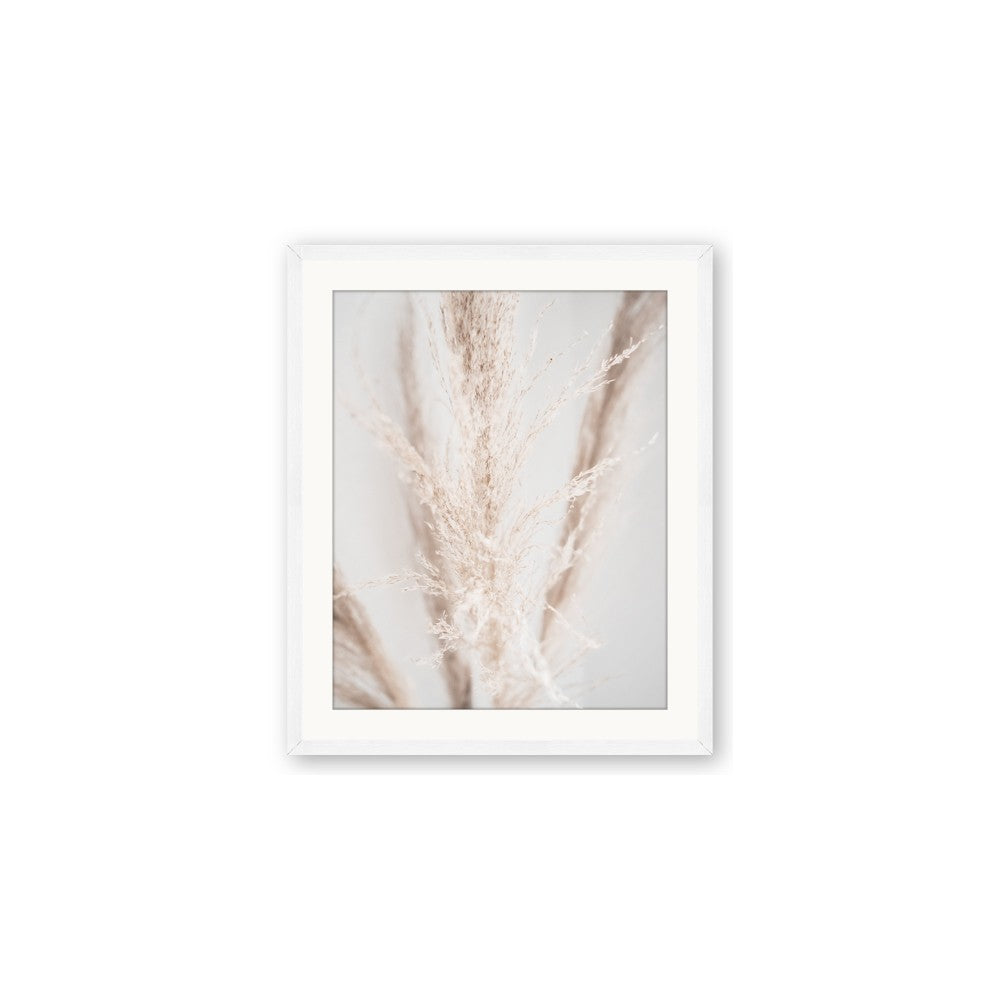 Whispy Pampas