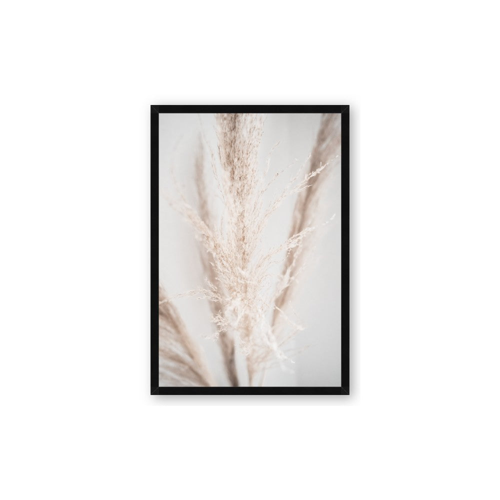 Whispy Pampas