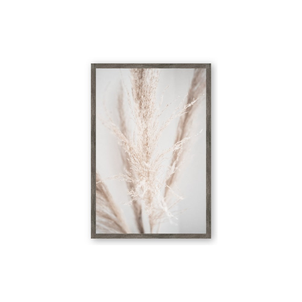 Whispy Pampas
