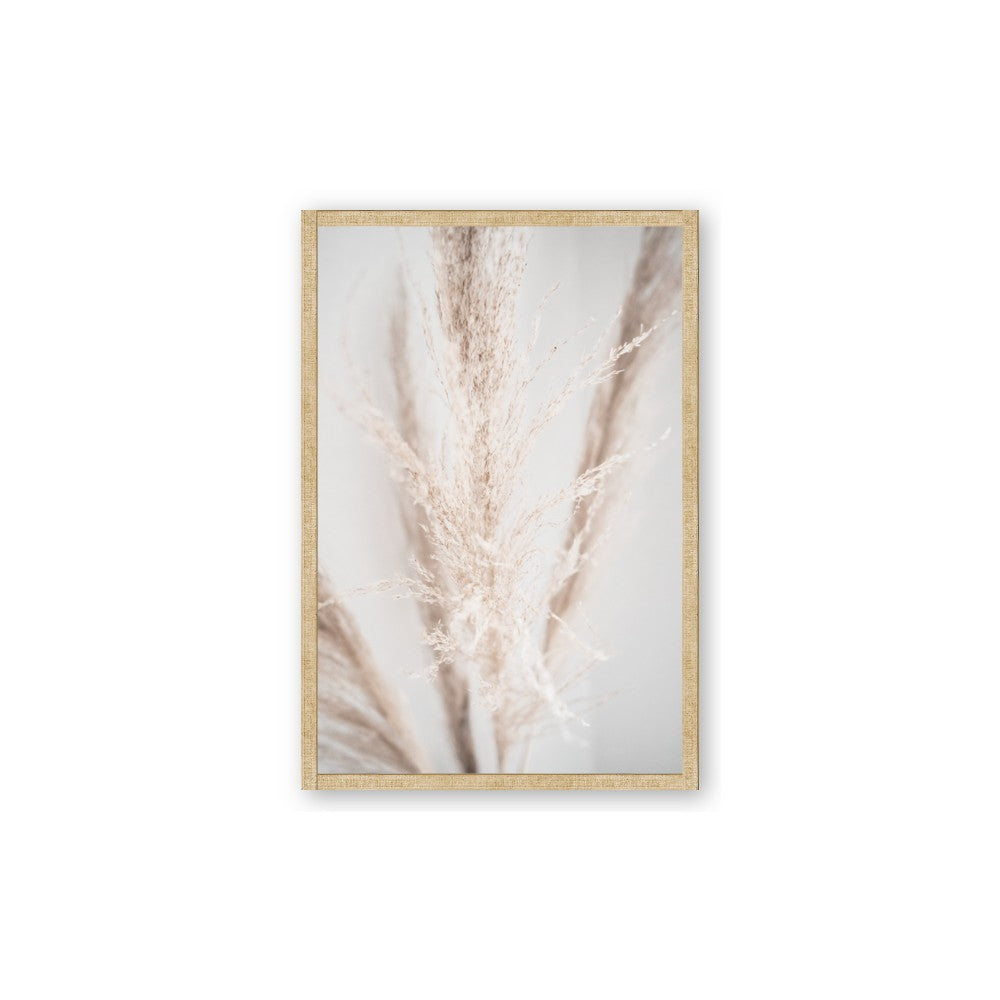 Whispy Pampas