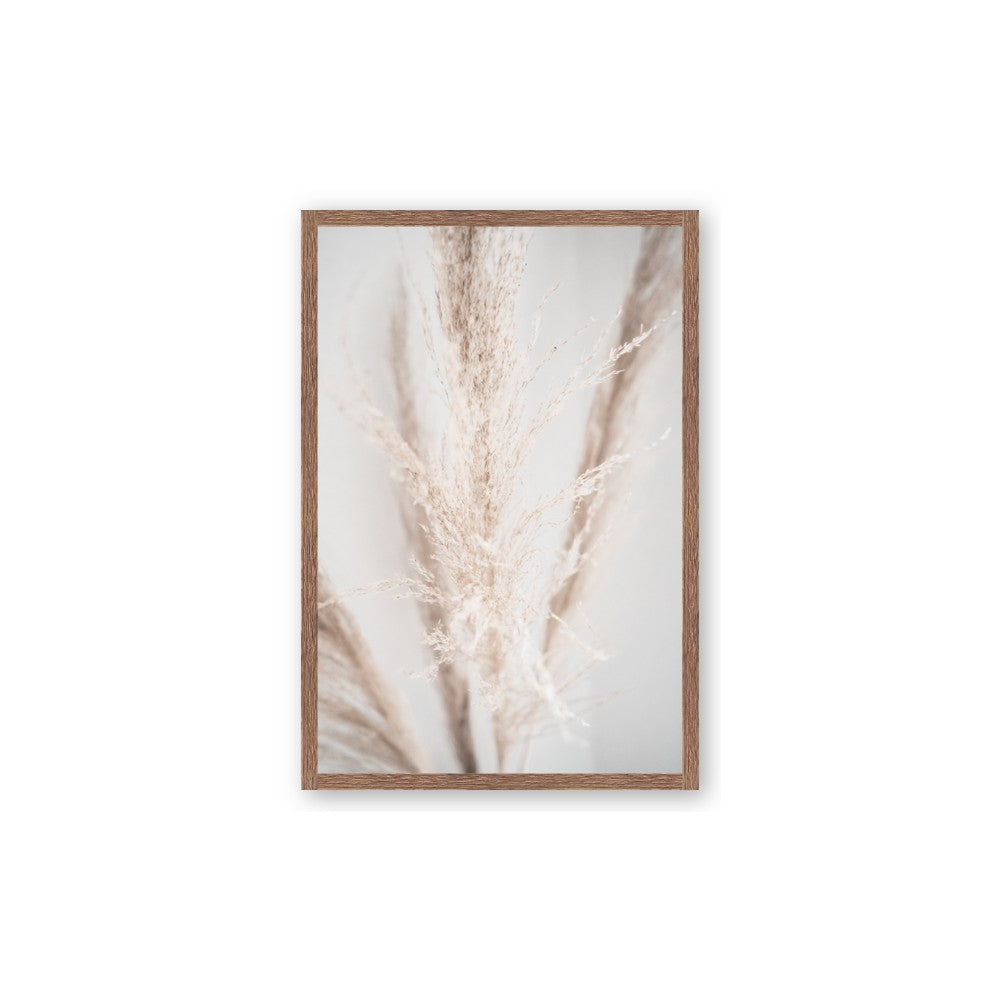 Whispy Pampas