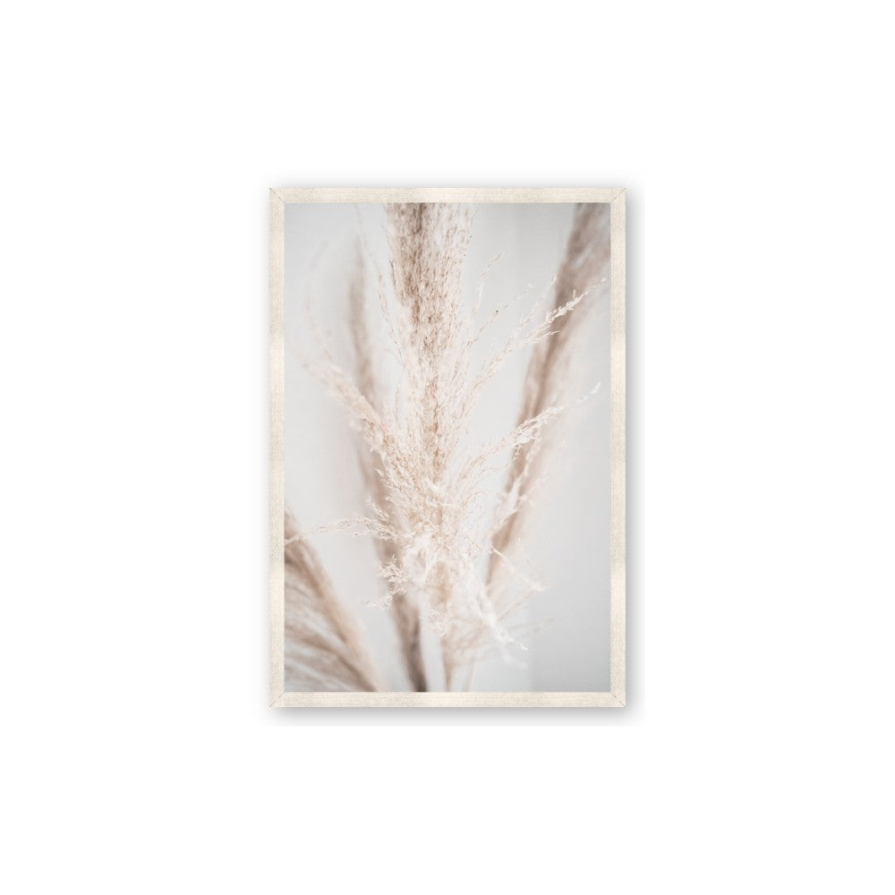 Whispy Pampas