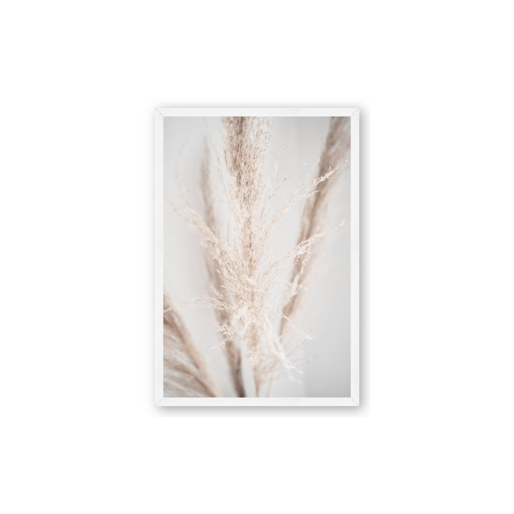 Whispy Pampas