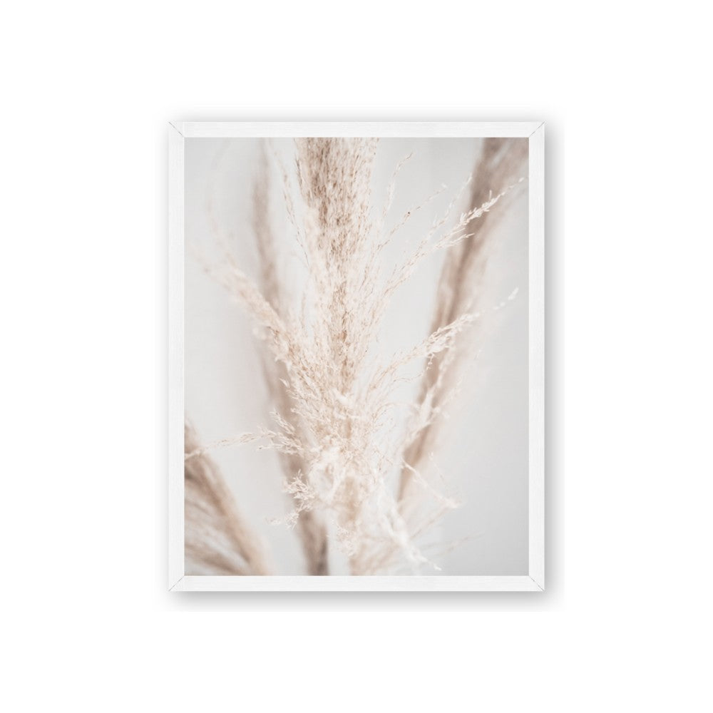 Whispy Pampas