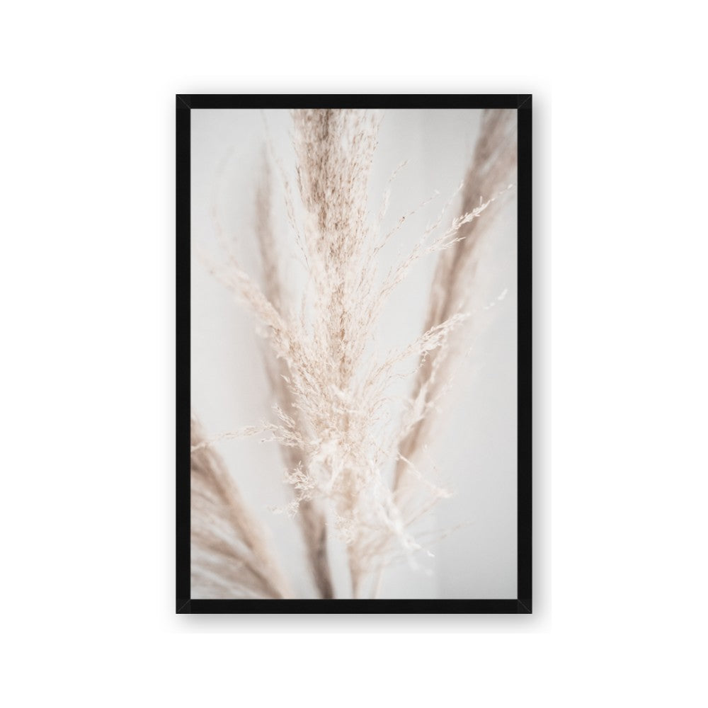 Whispy Pampas