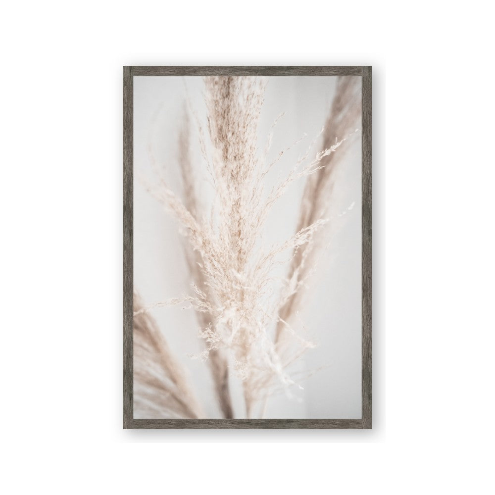 Whispy Pampas