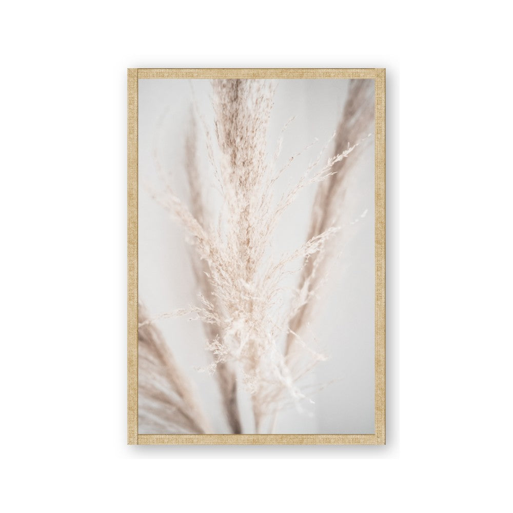 Whispy Pampas