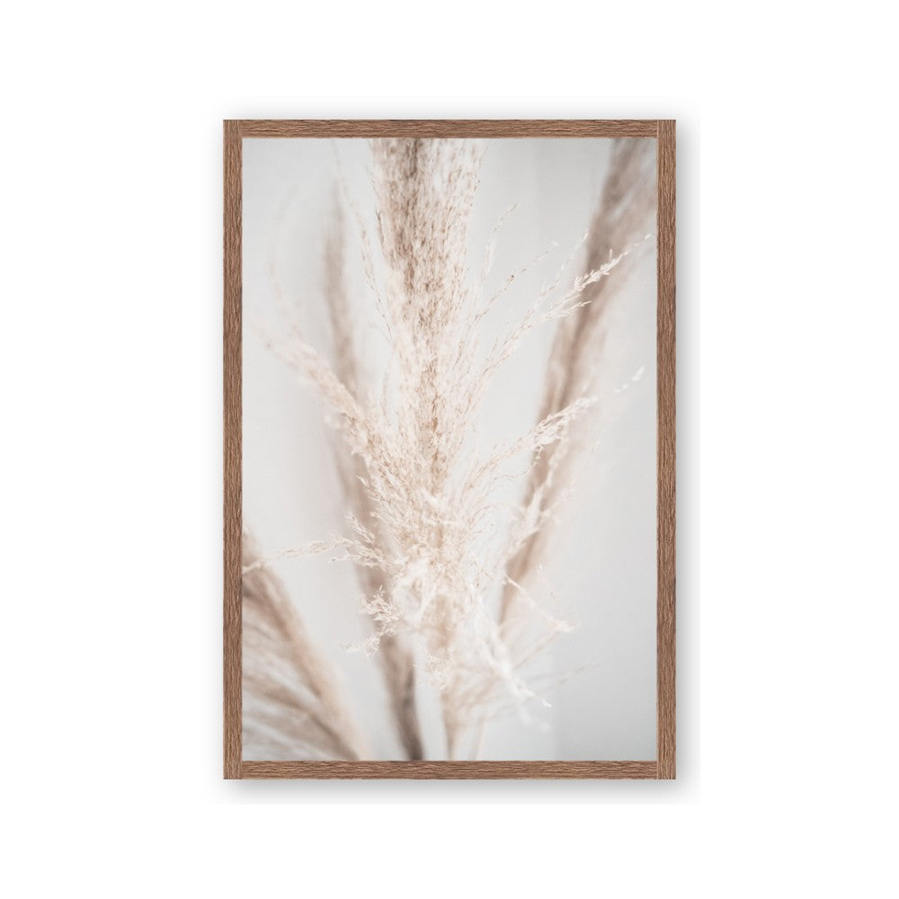 Whispy Pampas