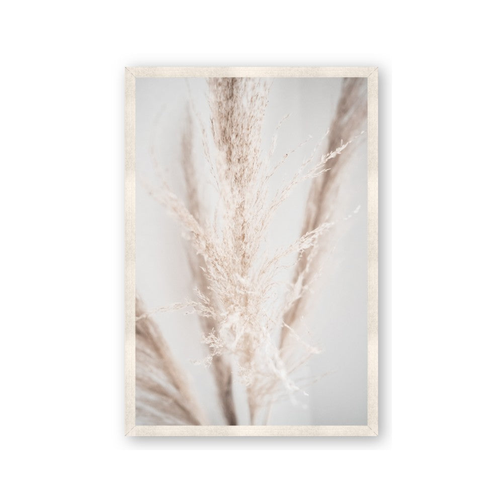 Whispy Pampas