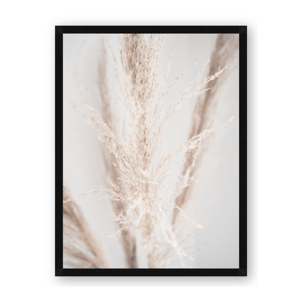 Whispy Pampas