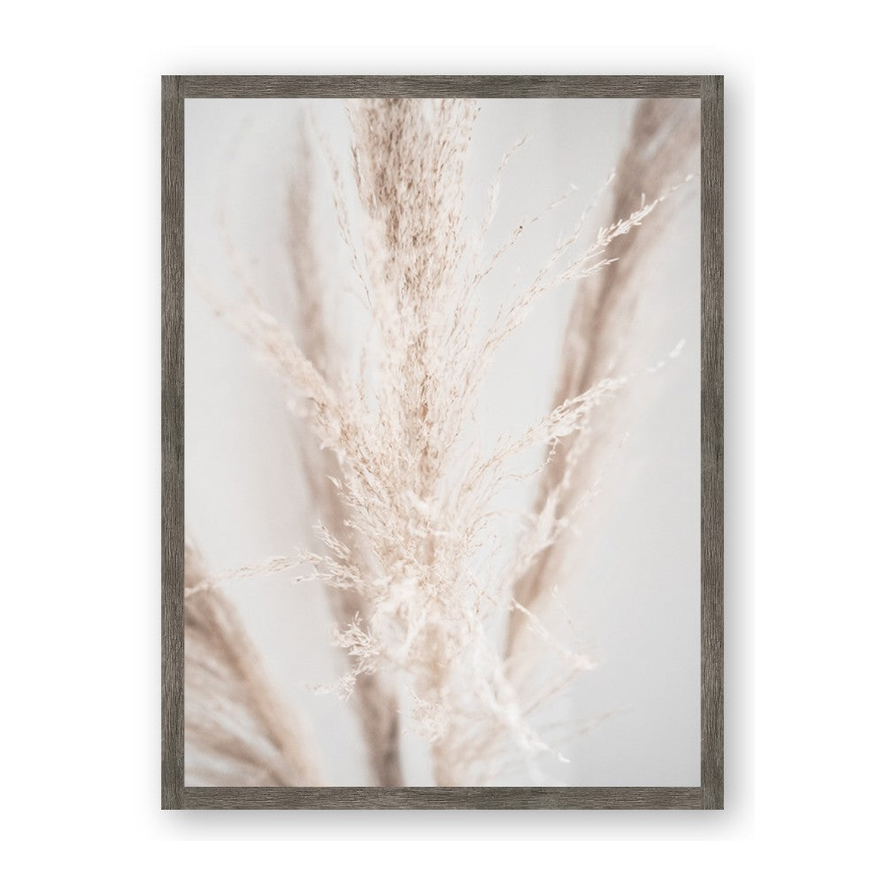 Whispy Pampas