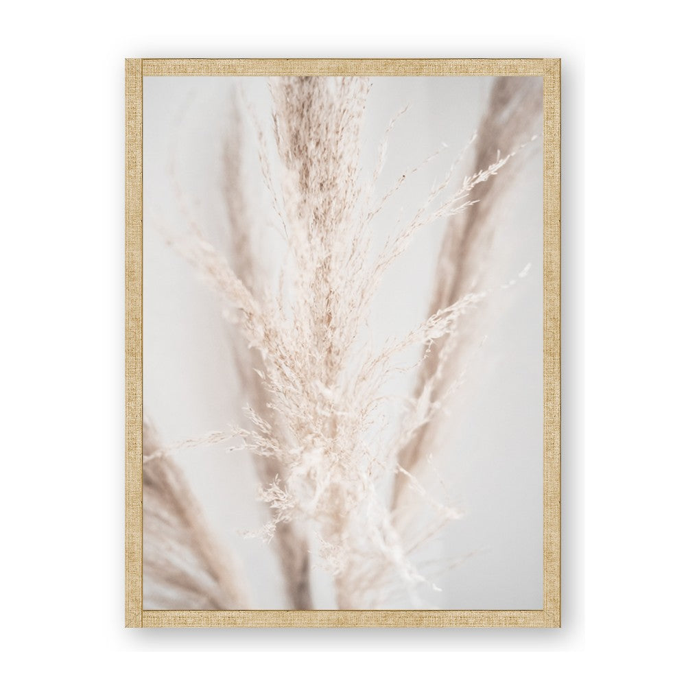 Whispy Pampas