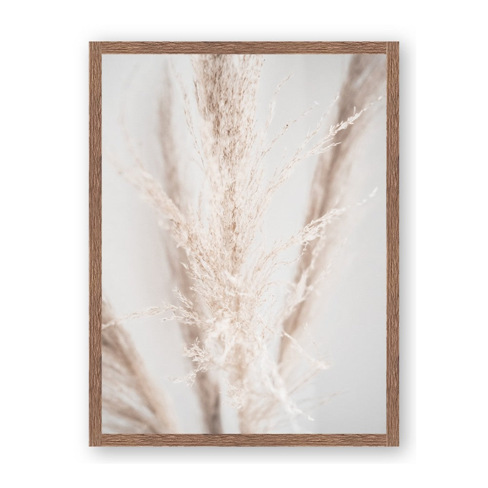 Whispy Pampas