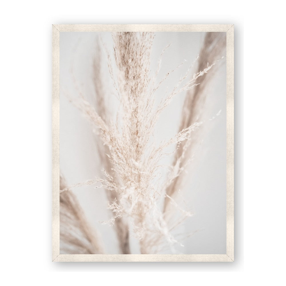 Whispy Pampas