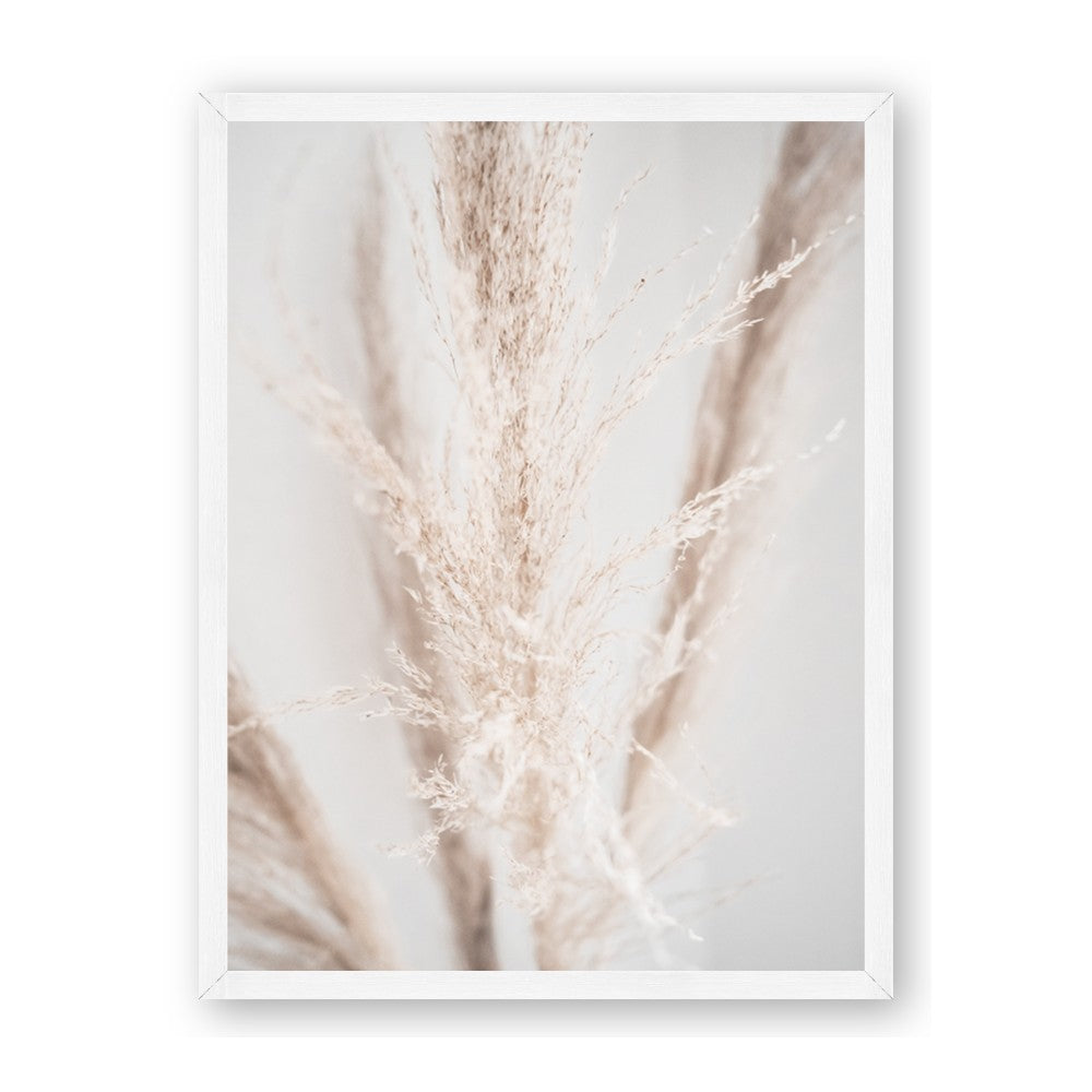 Whispy Pampas