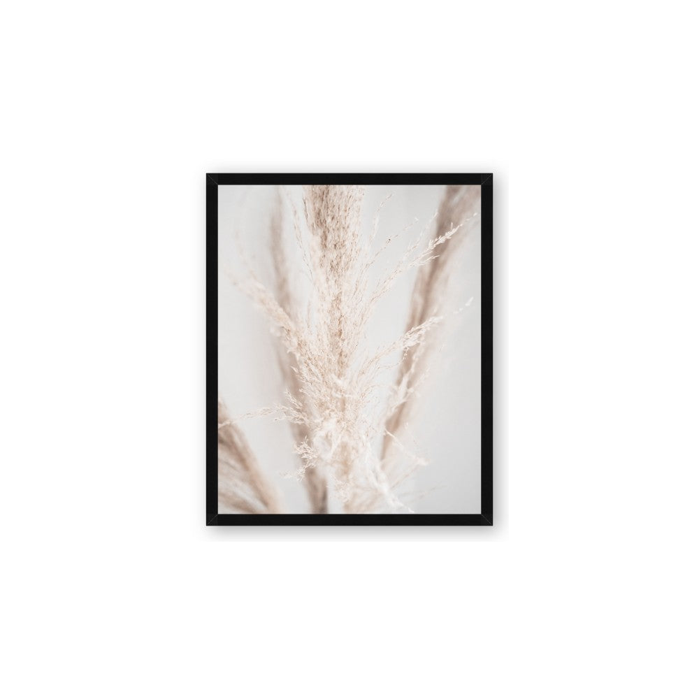 Whispy Pampas