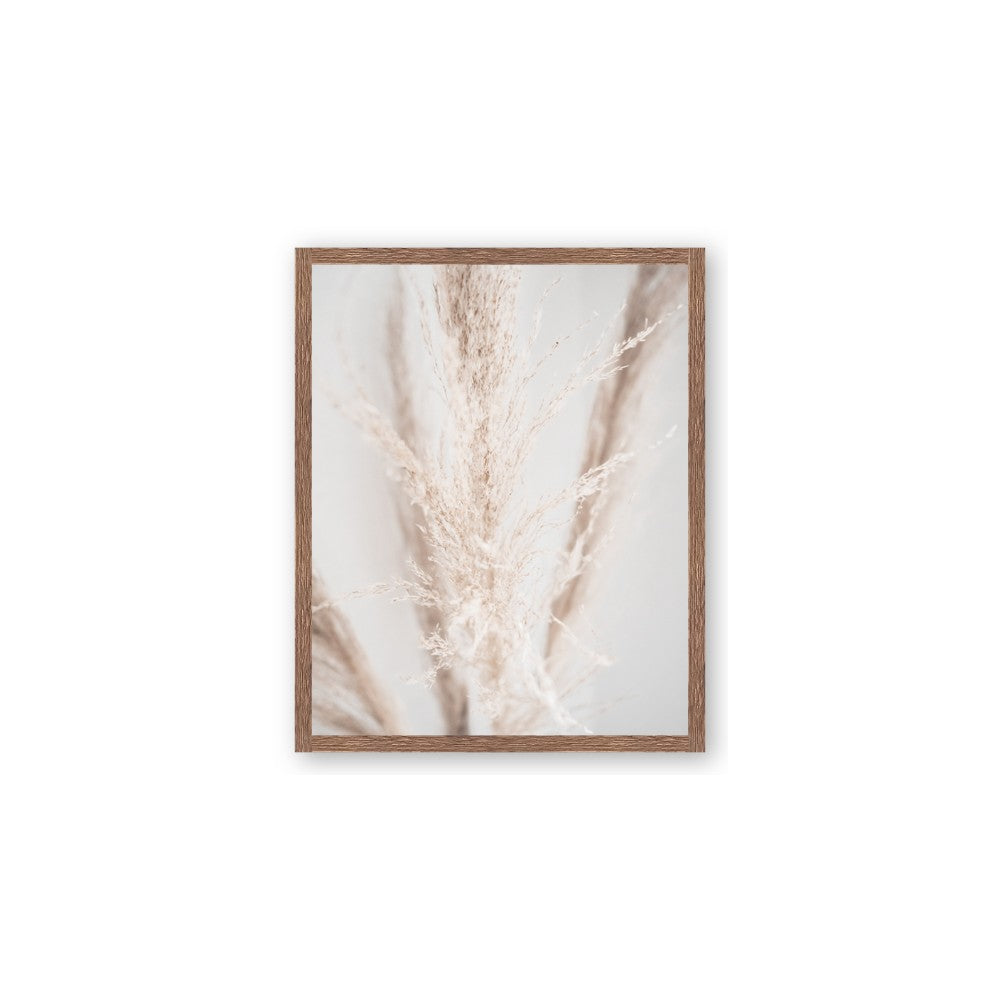 Whispy Pampas
