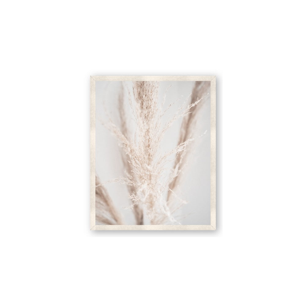 Whispy Pampas