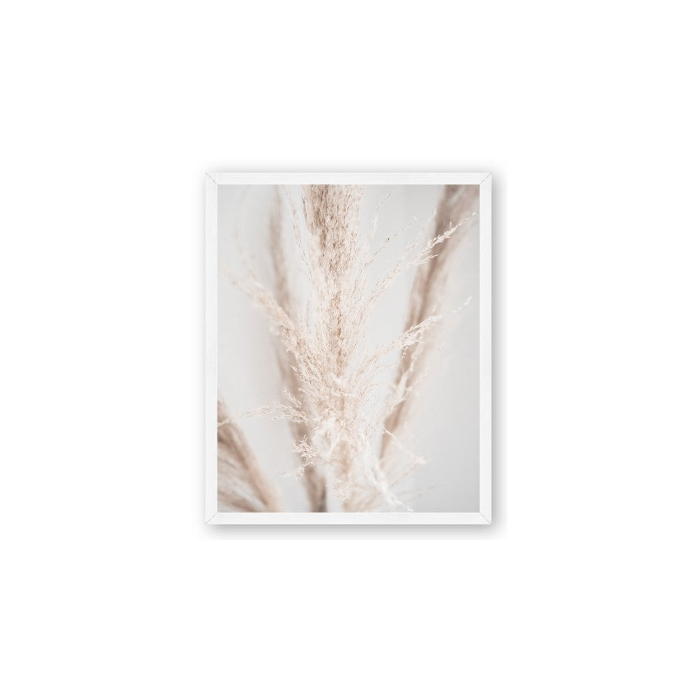 Whispy Pampas