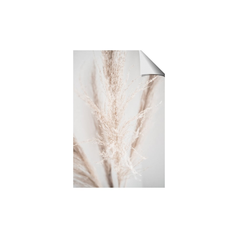 Whispy Pampas
