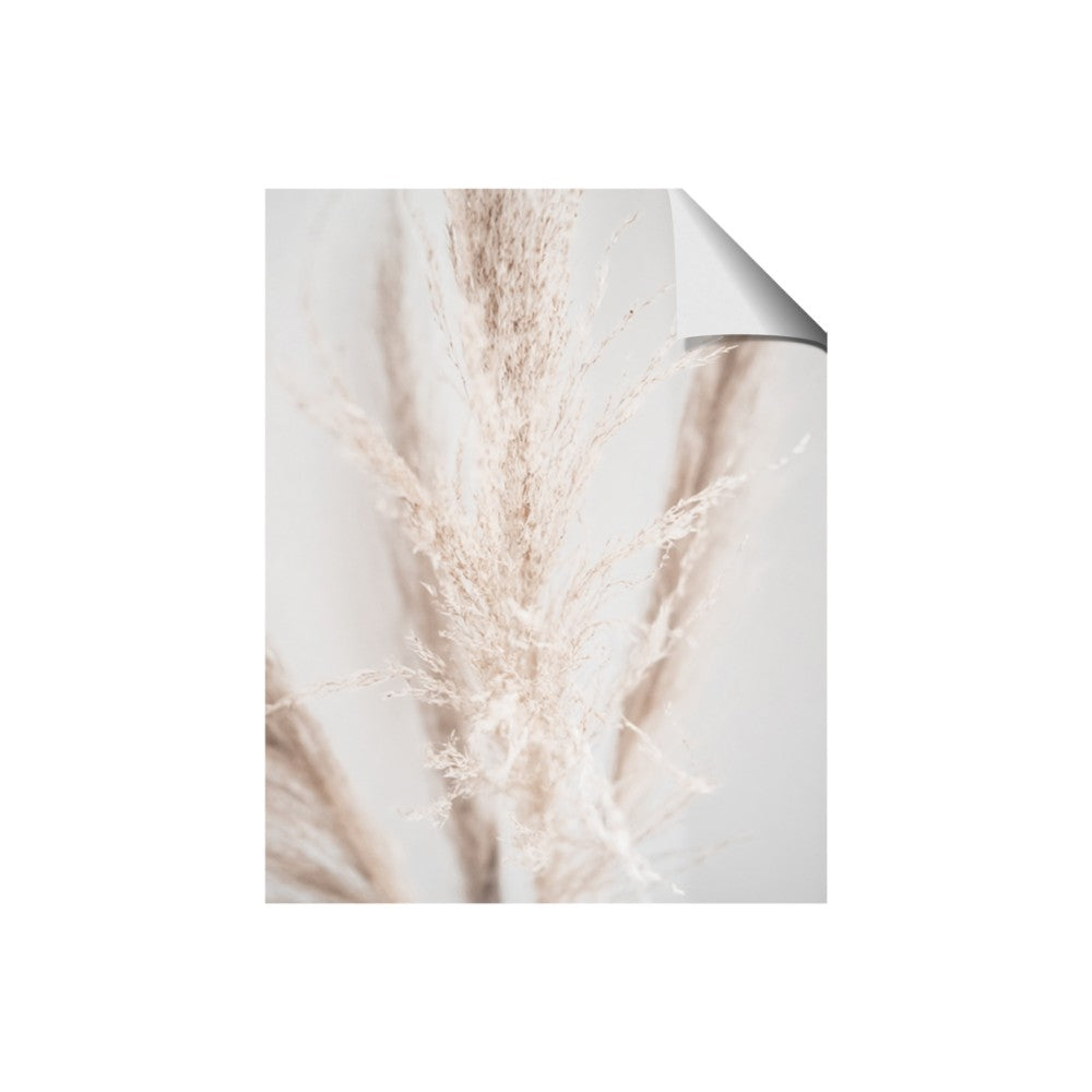 Whispy Pampas