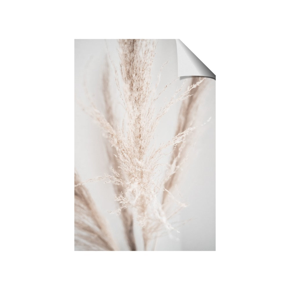 Whispy Pampas