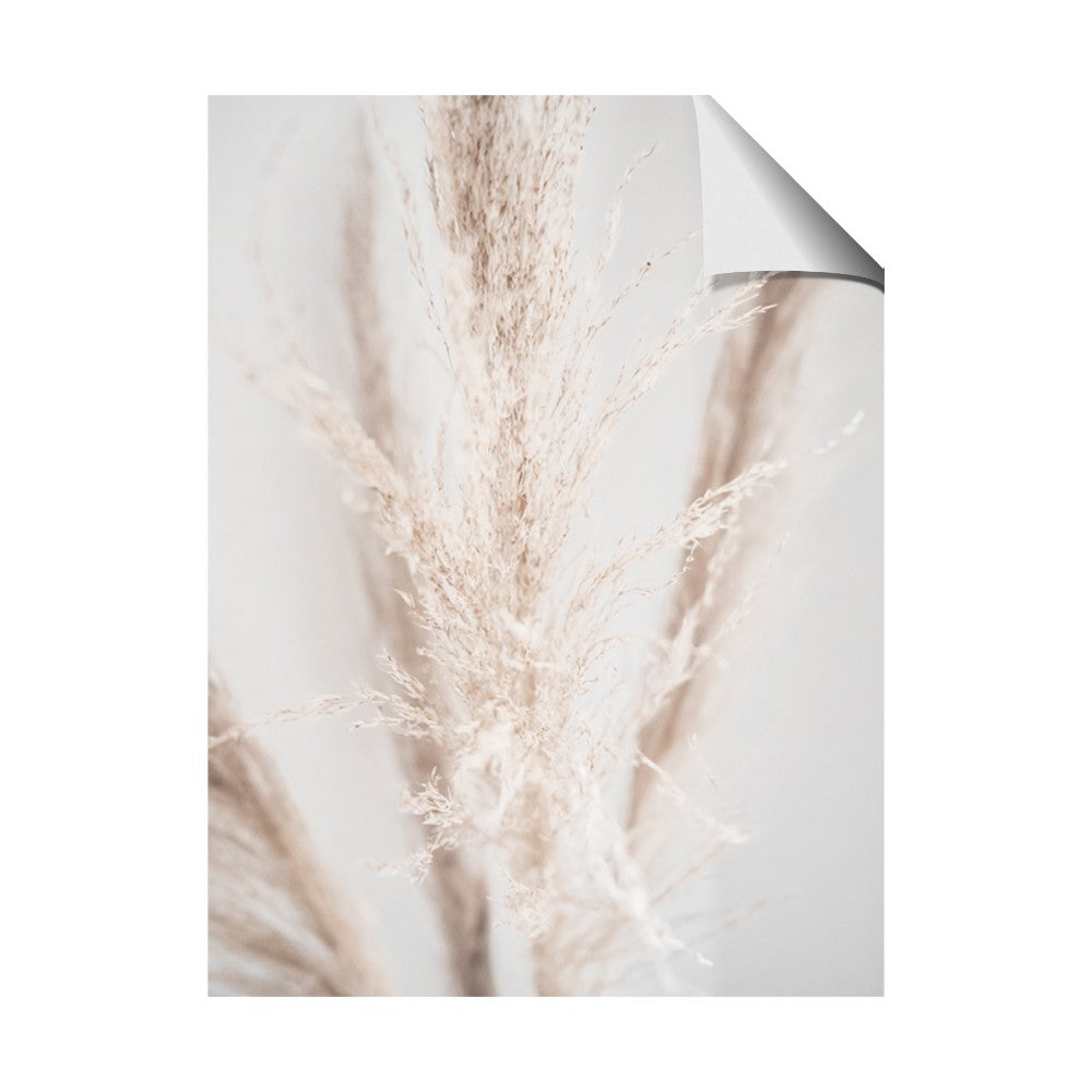 Whispy Pampas