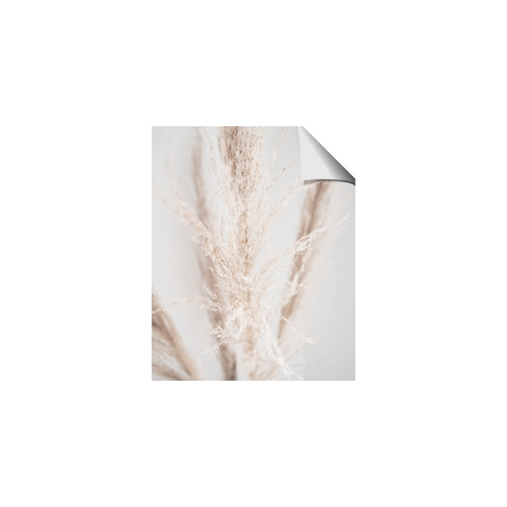 Whispy Pampas